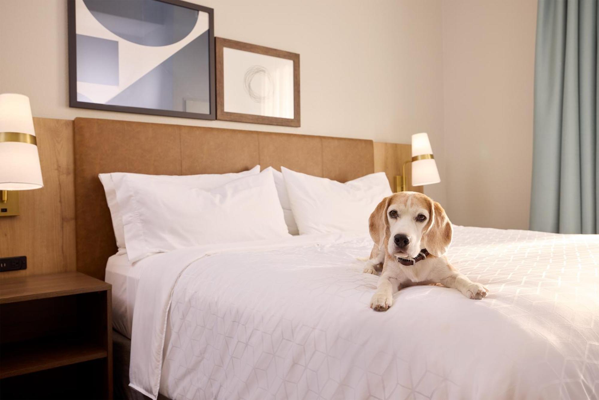Staybridge Suites Tucson Airport By Ihg Екстер'єр фото